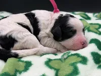 Prudence , a female Bernedoodle for sale in Sylvania, OH – Photo 7 of 9