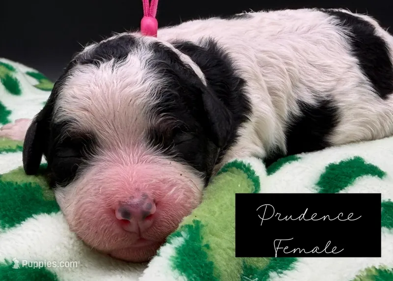Prudence  – Bernedoodle puppy for sale in Sylvania, OH