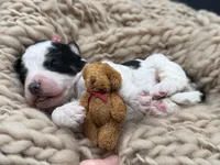 Prudence , a female Bernedoodle for sale in Sylvania, OH – Photo 9 of 9