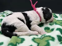 Prudence , a female Bernedoodle for sale in Sylvania, OH – Photo 6 of 9