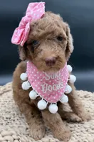 River, a female Goldendoodle for sale in Sylvania, OH – Photo 3 of 9