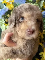 Parlay, a female Goldendoodle for sale in Sylvania, OH – Photo 8 of 10