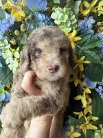Parlay, a female Goldendoodle for sale in Sylvania, OH – Photo 3 of 10