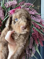 River, a female Goldendoodle for sale in Sylvania, OH – Photo 4 of 9