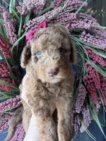 River, a female Goldendoodle for sale in Sylvania, OH – Photo 8 of 9