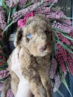 River, a female Goldendoodle for sale in Sylvania, OH – Photo 6 of 9