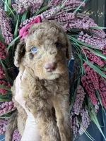 River, a female Goldendoodle for sale in Sylvania, OH – Photo 5 of 9