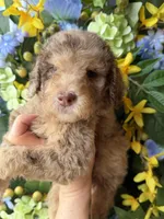 Parlay, a female Goldendoodle for sale in Sylvania, OH – Photo 7 of 10