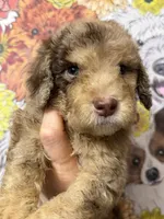 Parlay, a female Goldendoodle for sale in Sylvania, OH – Photo 10 of 10