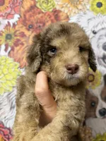 Parlay, a female Goldendoodle for sale in Sylvania, OH – Photo 9 of 10