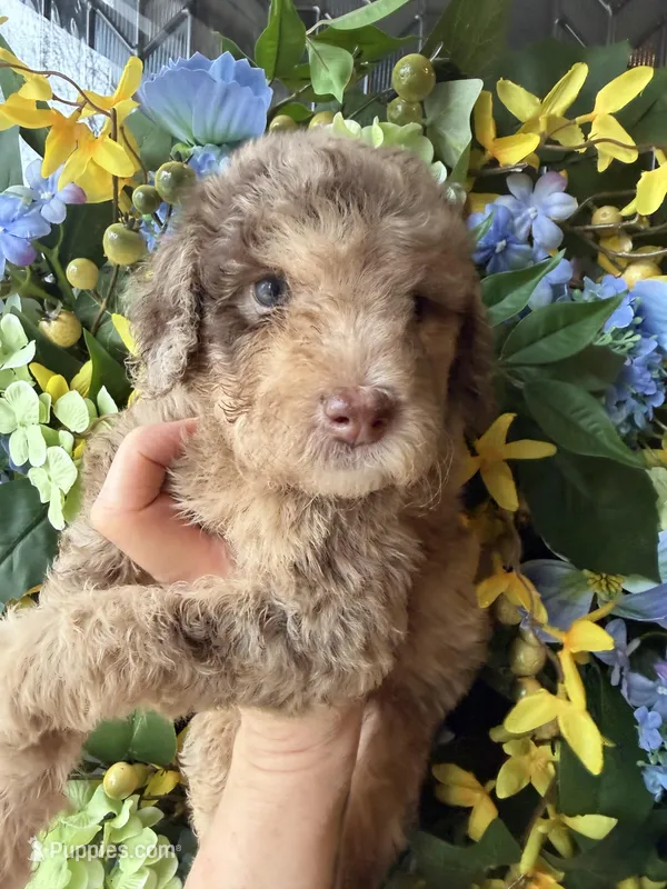 Parlay – Goldendoodle puppy for sale in Sylvania, OH