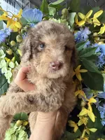 Parlay, a female Goldendoodle for sale in Sylvania, OH – Photo 1 of 10
