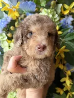 Parlay, a female Goldendoodle for sale in Sylvania, OH – Photo 4 of 10