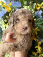 Parlay, a female Goldendoodle for sale in Sylvania, OH – Photo 5 of 10