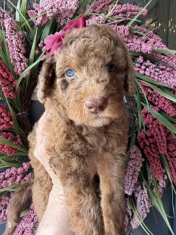 River – Goldendoodle puppy for sale in Sylvania, OH