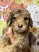 Parlay, a female Goldendoodle for sale in Sylvania, OH – Photo 6 of 10