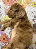 River, a female Goldendoodle for sale in Sylvania, OH – Photo 9 of 9