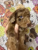 River, a female Goldendoodle for sale in Sylvania, OH – Photo 7 of 9