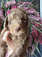 River, a female Goldendoodle for sale in Sylvania, OH – Photo 2 of 9