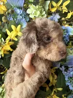 Parlay, a female Goldendoodle for sale in Sylvania, OH – Photo 2 of 10