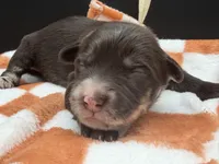 Swish, a male Golden Mountain Doodle for sale in Sylvania, OH – Photo 3 of 8