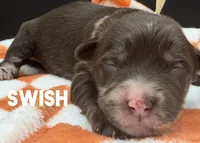 Swish, a male Golden Mountain Doodle for sale in Sylvania, OH – Photo 4 of 8