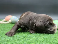Swish, a male Golden Mountain Doodle for sale in Sylvania, OH – Photo 6 of 8