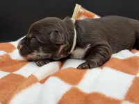 Swish, a male Golden Mountain Doodle for sale in Sylvania, OH – Photo 5 of 8