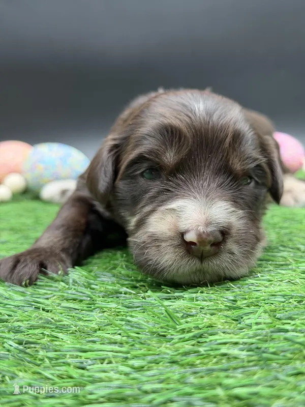 Swish, a male Golden Mountain Doodle for sale in Sylvania, OH – Photo 1 of 8
