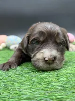 Swish, a male Golden Mountain Doodle for sale in Sylvania, OH – Photo 1 of 8
