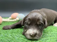 Swish, a male Golden Mountain Doodle for sale in Sylvania, OH – Photo 7 of 8