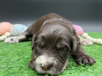 Swish, a male Golden Mountain Doodle for sale in Sylvania, OH – Photo 2 of 8