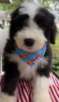 Mr.Right, a male Sheepadoodle for sale in Sylvania, OH – 4 of 8