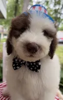 Pookie, a male Sheepadoodle for sale in Sylvania, OH – 6 of 9