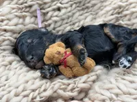 Gwenevere , a female Bernedoodle for sale in Sylvania, OH – Photo 6 of 7