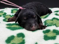Gwenevere , a female Bernedoodle for sale in Sylvania, OH – Photo 3 of 7