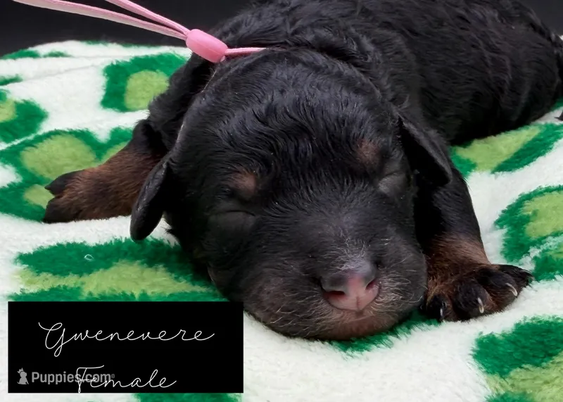 Gwenevere  – Bernedoodle puppy for sale in Sylvania, OH