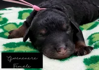 Gwenevere , a female Bernedoodle for sale in Sylvania, OH – Photo 1 of 7