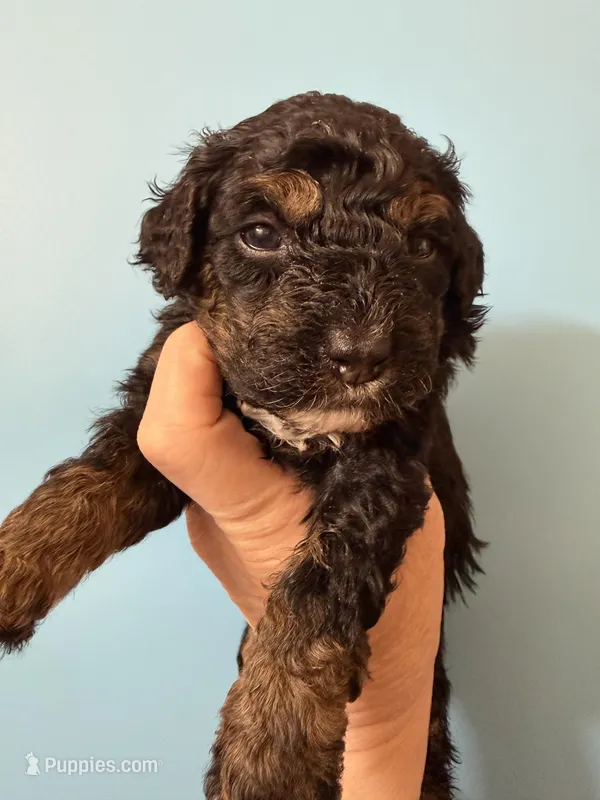 Gwenevere  – Bernedoodle puppy for sale in Sylvania, OH
