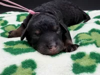 Gwenevere , a female Bernedoodle for sale in Sylvania, OH – Photo 2 of 7