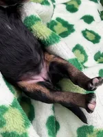 Gwenevere , a female Bernedoodle for sale in Sylvania, OH – Photo 4 of 7