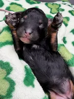 Gwenevere , a female Bernedoodle for sale in Sylvania, OH – Photo 5 of 7