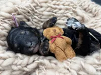 Gwenevere , a female Bernedoodle for sale in Sylvania, OH – Photo 7 of 7