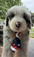 Big Daddy , a male Sheepadoodle for sale in Sylvania, OH – 3 of 8