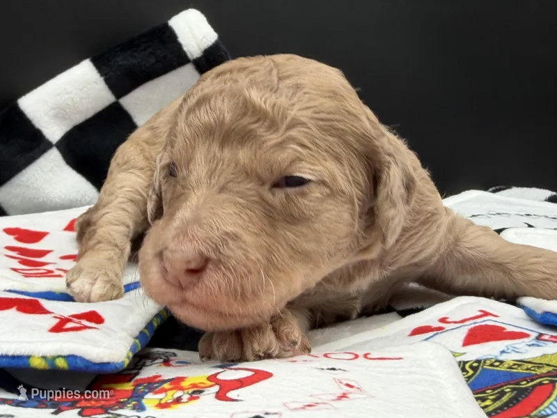 Lucky  – Goldendoodle puppy for sale in Sylvania, OH