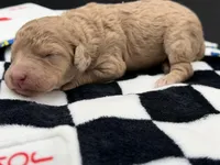 Lucky , a female Goldendoodle for sale in Sylvania, OH – Photo 6 of 8