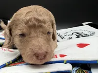 Lucky , a female Goldendoodle for sale in Sylvania, OH – Photo 3 of 8
