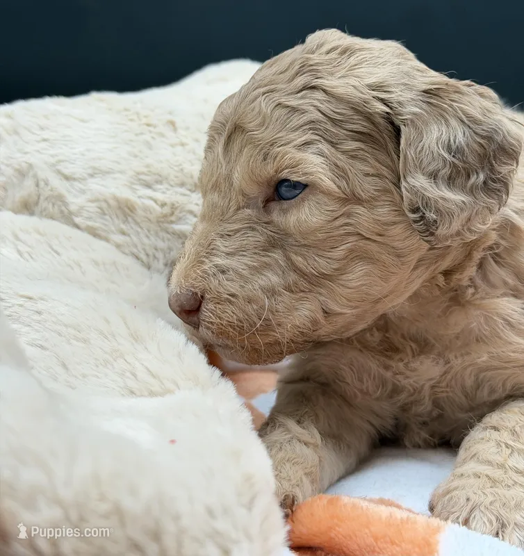 Lucky  – Goldendoodle puppy for sale in Sylvania, OH