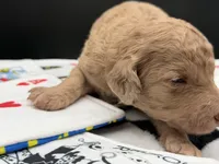 Lucky , a female Goldendoodle for sale in Sylvania, OH – Photo 4 of 8