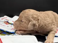 Lucky , a female Goldendoodle for sale in Sylvania, OH – Photo 2 of 8
